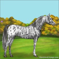 Horse Color:Black Appaloosa  and Black Appaloosa 