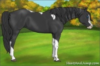 Horse Color:Black Splash Tobiano 