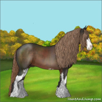 Horse Color:Liver Chestnut Sabino 