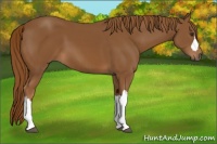 Horse Color:Chestnut 