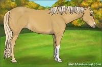 Horse Color:Palomino 