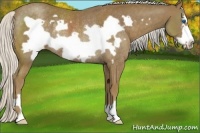 Horse Color:Silver Smoky Black Frame Rabicano 