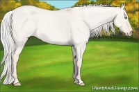 Horse Color:Silver Smoky Creme Roan Dun Rabicano 