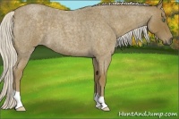 Horse Color:Silver Smoky Blue Roan 