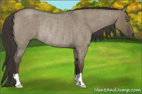 Horse Color:Smoky Grullo Roan Rabicano 