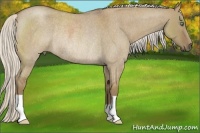 Horse Color:Silver Smoky Grullo Roan Rabicano 