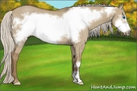 Horse Color:Silver Smoky Grullo Frame Rabicano