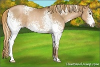 Horse Color:White Spotted Liver Chestnut Pearl Rabicano 