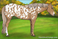 Horse Color:Gray Palomino Appaloosa 