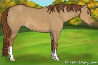 Horse Color:Red Dun 