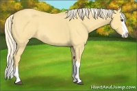 Horse Color:Palomino Roan Dun Splash