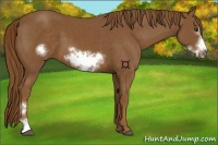 Horse Color:Chestnut Frame
