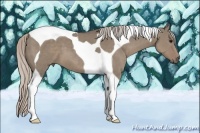 Horse Color:Silver Grullo Tobiano