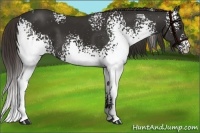 Horse Color:White Spotted Liver Chestnut 