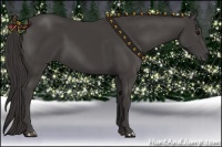 Horse Color:Smoky Black 