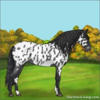 Horse Color:Blue Roan Near Leopard 