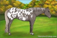 Horse Color:Silver Black Appaloosa 