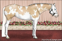 Horse Color:White Spotted Silver Buckskin Pearl Splash 
