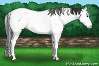 Horse Color:Brown Appaloosa 