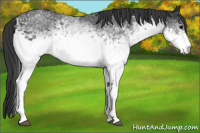 Horse Color:White Spotted Black 