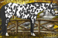 Horse Color:Black Near Leopard 