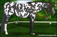 Horse Color:Black Near Leopard 
