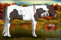 Horse Color:Smoky Black Tobiano 