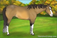 Horse Color:Buckskin Splash 