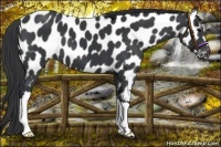 Horse Color:Black Near Leopard 