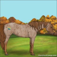 Horse Color:Red Roan 