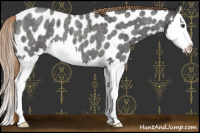 Horse Color:Liver Red Roan Splash Appaloosa 
