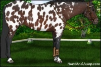 Horse Color:Bay Appaloosa 