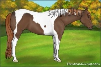 Horse Color:Liver Chestnut Tobiano 