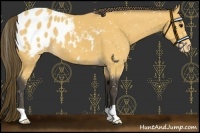 Horse Color:Buckskin Blanket 