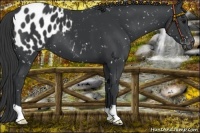 Horse Color:Black Appaloosa 