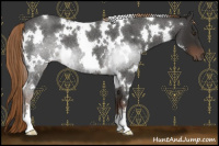 Horse Color:White Spotted Liver Red Roan 