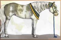 Horse Color:Liver Chestnut Mushroom Sabino Splash 