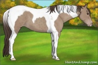 Horse Color:Classic Champagne Tobiano
