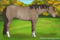 Horse Color:Classic Champagne Rabicano 