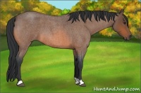 Horse Color:Bay Roan 