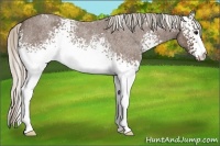 Horse Color:White Spotted Silver Blue Roan 