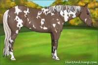 Horse Color:White Spotted Silver Black 
