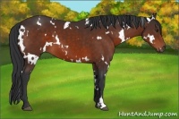Horse Color:White Spotted Brown 