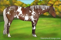 Horse Color:White Spotted Silver Brown