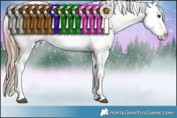 Horse Color:White Spotted Liver Chestnut Sabino Appaloosa 