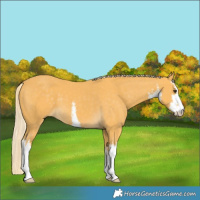 Horse Color:White Spotted Palomino 