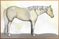Horse Color:Smoky Creme Roan Tobiano 
