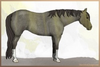 Horse Color:Smoky Blue Roan 