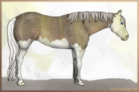 Horse Color:Silver Smoky Blue Roan Splash 