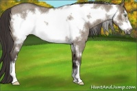Horse Color:Smoky Grullo Roan Frame Rabicano 
